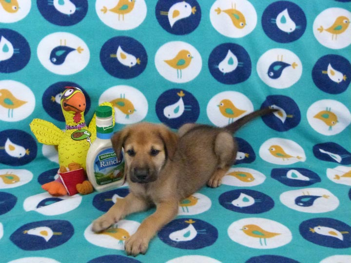 chinook puppy